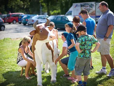 Konkurs dojenia sztucznej krowy - Park Atrakcji Country Alaja - Dmuchańce Wynajem