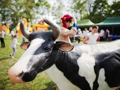 Konkurs dojenia sztucznej krowy - Park Atrakcji Arabski - Dmuchańce Wynajem
